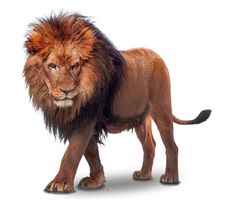 download png images|Millions Of High Quality PNG Images For Free .